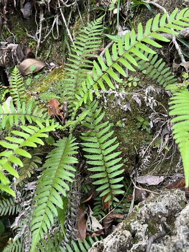 Thelypteris doodioides