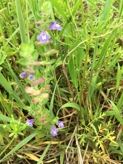 Scutellaria drummondii