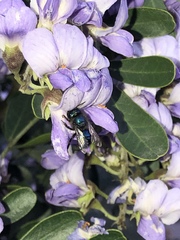 Osmia ribifloris ribifloris