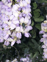Osmia ribifloris ribifloris
