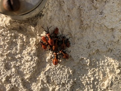 Oncopeltus fasciatus