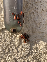 Oncopeltus fasciatus