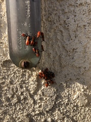 Oncopeltus fasciatus