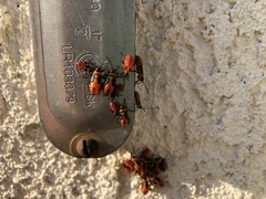 Oncopeltus fasciatus