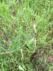 Vicia ludoviciana