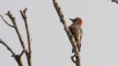 Melanerpes pygmaeus
