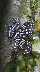 Hestina assimilis formosana