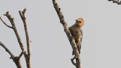 Melanerpes pygmaeus