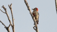 Melanerpes pygmaeus