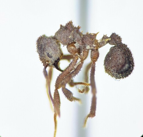 Mycetomoellerius farinosusMycetomoellerius farinosus