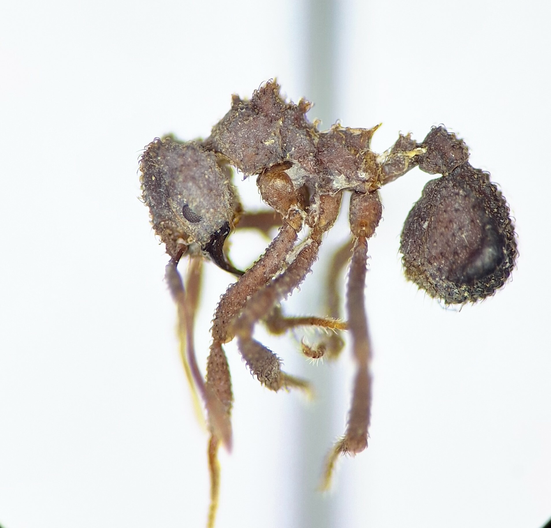 Mycetomoellerius farinosus