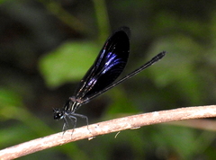 Euphaea splendens