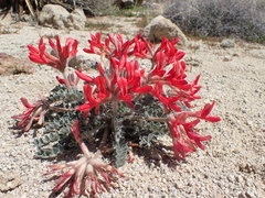 Astragalus coccineus