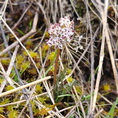 Lomatium gormanii