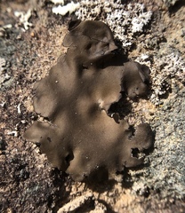 Umbilicaria polyphylla