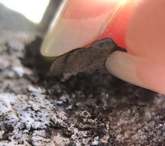 Umbilicaria polyphylla