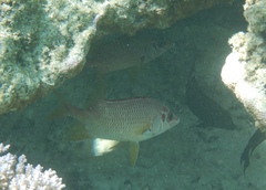 Sargocentron spiniferum