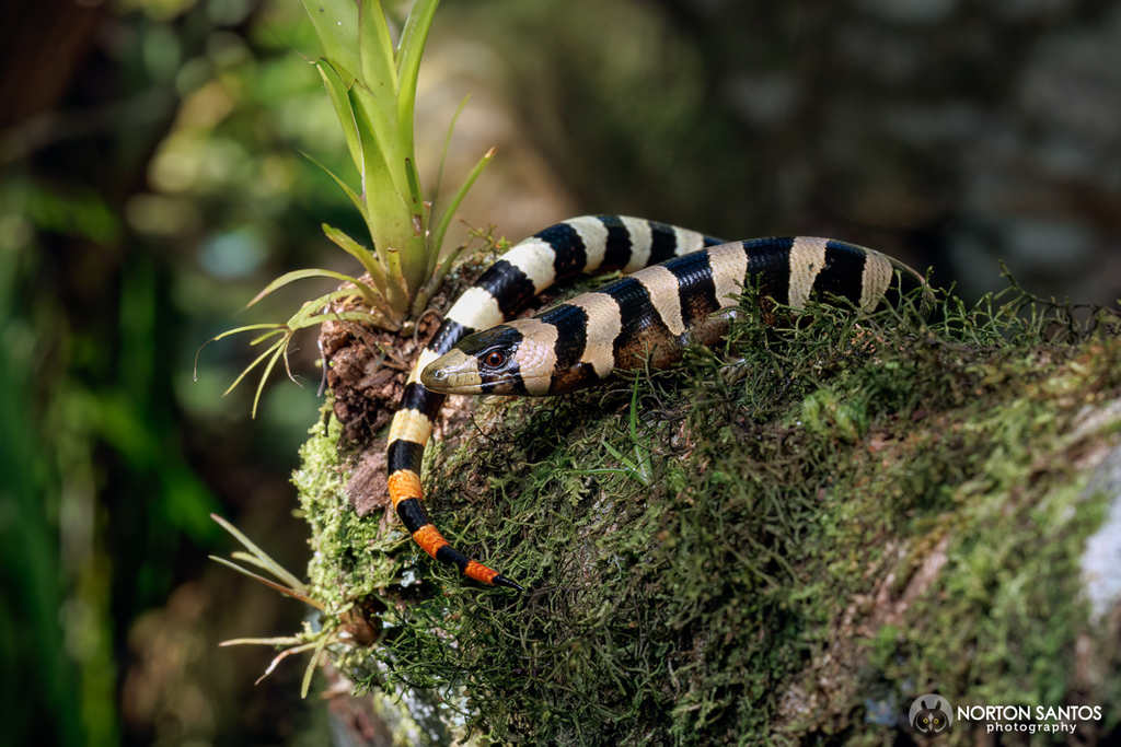 Banded Galliwasp