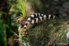 Banded Galliwasp photo 1