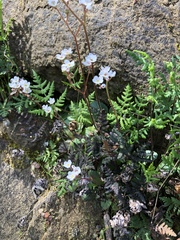 Micranthes californica