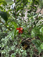 Hibiscus kokio