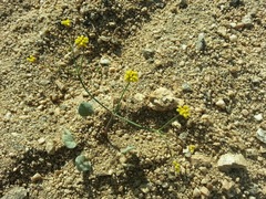 Eriogonum pusillum