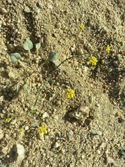 Eriogonum pusillum