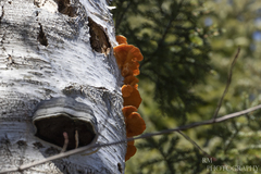 Phyllotopsis subnidulans