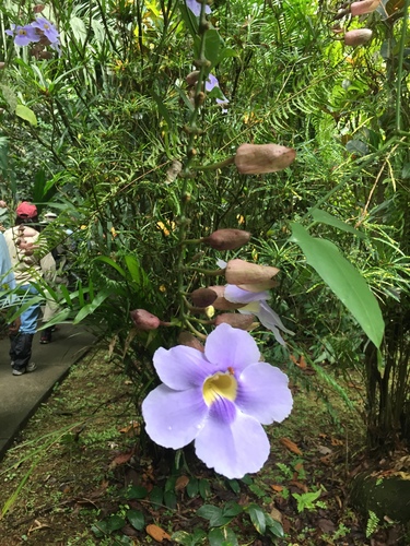Thunbergia grandiflora