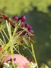 Image of Spirodela polyrhiza
