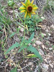 Tetragonotheca texana