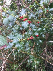 Ilex aquifolium