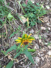 Tetragonotheca texana