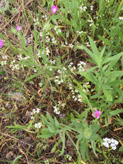 Valerianella