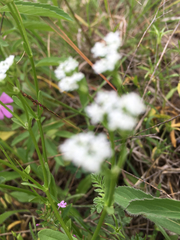 Valerianella