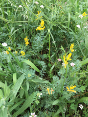 Corydalis curvisiliqua