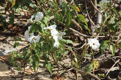 Ipomoea pauciflora