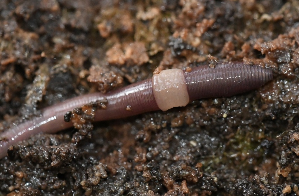 Octagonal-tailed Worm from Watermael-Boitsfort, Belgique on November 9 ...