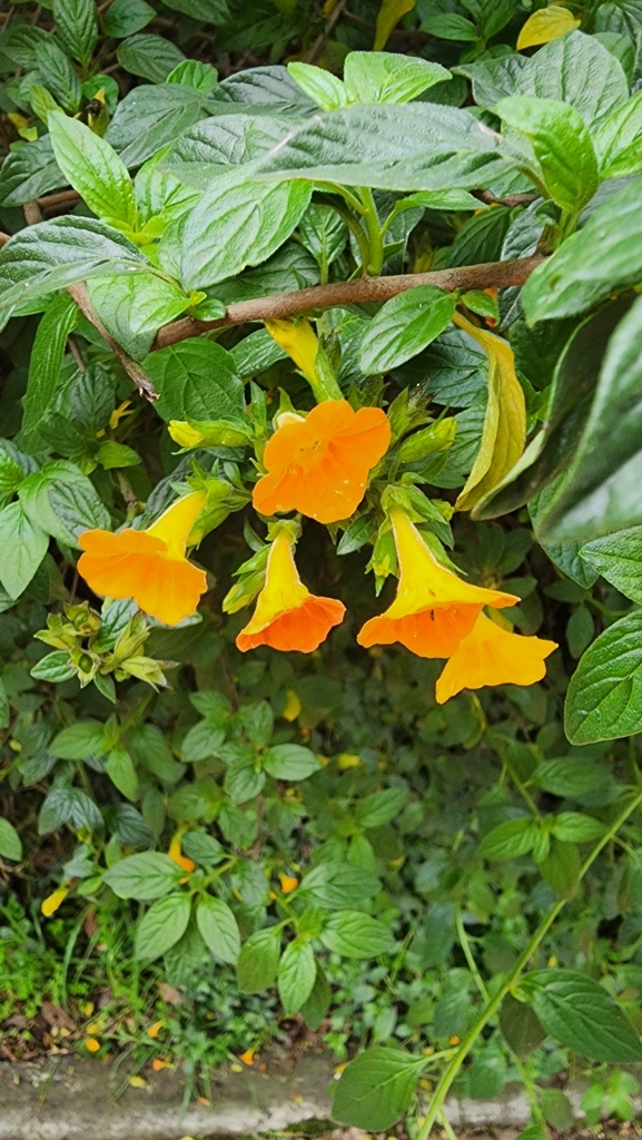 marmaladebush from Cota, Cundinamarca, Colombia on November 9, 2023 at