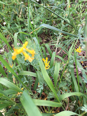 Corydalis curvisiliqua