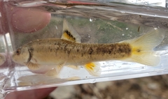 Campostoma oligolepis