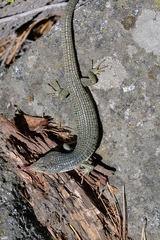 Elgaria coerulea palmeri