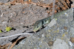 Elgaria coerulea palmeri