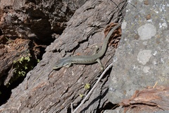 Elgaria coerulea palmeri