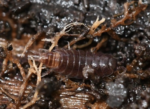Riparian Woodlouse, Watermael-Boitsfort, Belgique, photo 9 of 10