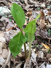 Arisaema triphyllum