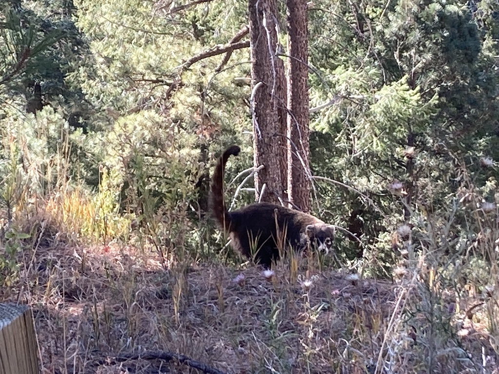 White-nosed Coati from Coronado National Forest, Mount Lemmon, AZ, US ...