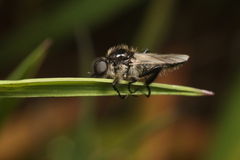 Bibio albipennis
