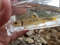 Campostoma oligolepis