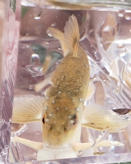 Campostoma oligolepis